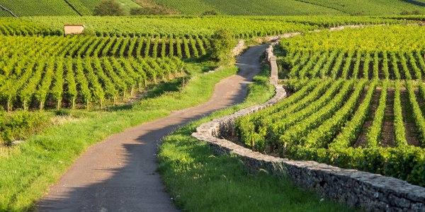 Ophorus Blog - Best Time to Visit Burgundy: Seasons, Harvest & Crowds (2026)