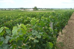 Ophorus Blog - Le Verdon Cruise Port: What “Bordeaux Shore Excursions” Really Mean