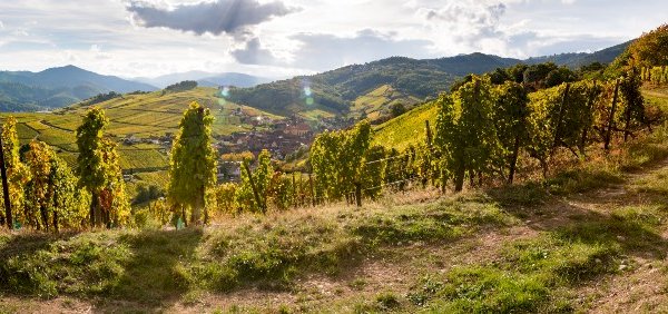 Ophorus Blog - Wine Lover’s Guide: 5 Lesser-Known Alsace Wine Appellations