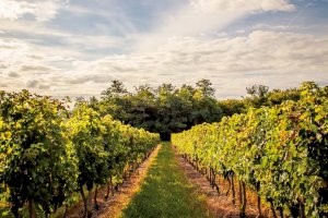 Ophorus Blog - The 5 Most Famous Bordeaux Wine Appellations