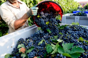 Ophorus Blog - Harvest season in France