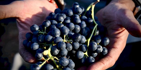 Ophorus Blog - Harvest season in France