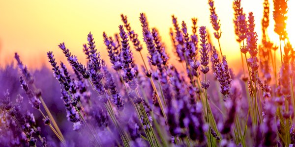 Ophorus Blog - 2024 Highlights: Top 5 Day Trips from Aix-en-Provence