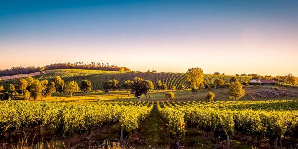 Ophorus Blog - Discover the Finest Bordeaux Wine Tours of 2024