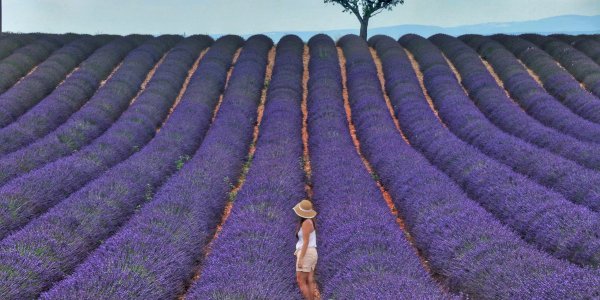 Ophorus Blog - Provence Lavender Tours: When to Visit & What to Expect
