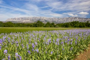 Ophorus Blog - Secret Spots in Provence: Discover the Region's Untouched Beauty