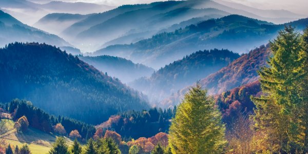 Ophorus Blog - Enchanted by the Mystical Black Forest : A Halloween Adventure
