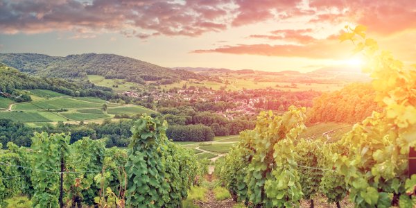 Ophorus Blog - Unveiling Burgundy: A Luxurious Wine Tour Adventure (Dijon & Beaune)