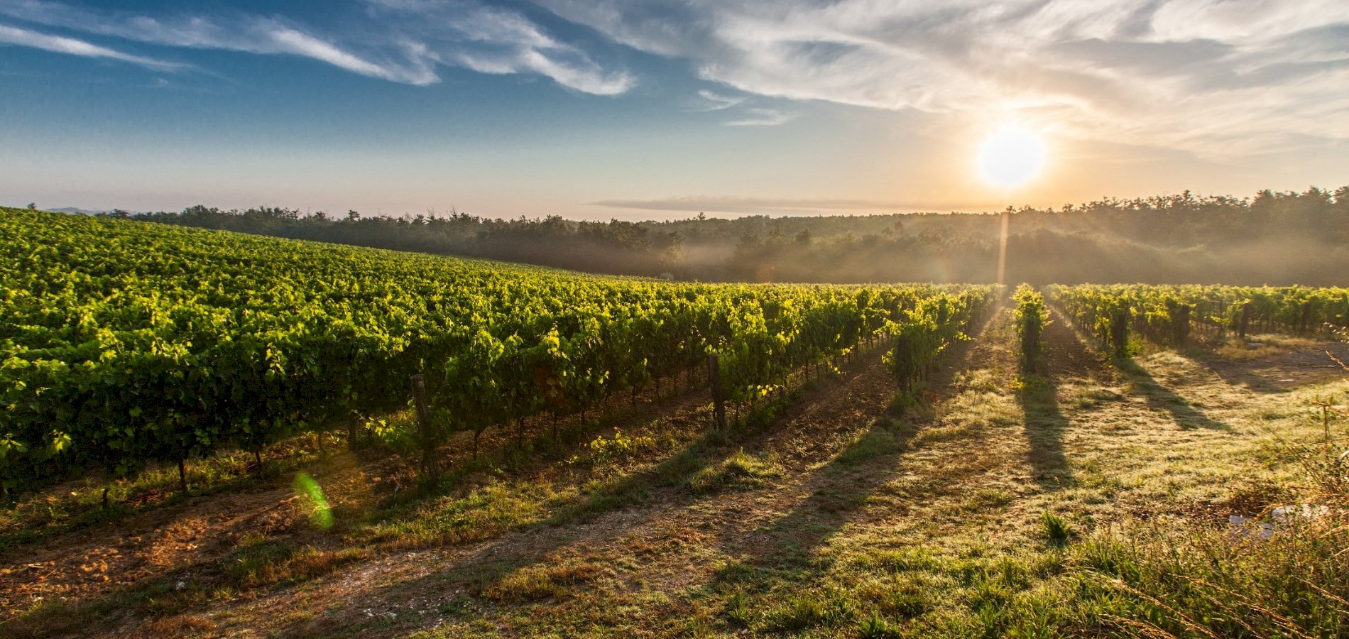Ophorus Tours - Food & Wine