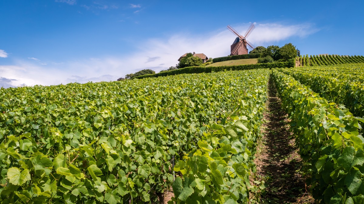 Champagne vineyards