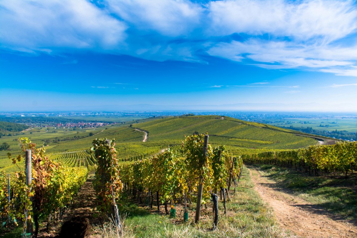 Alsace wine tour