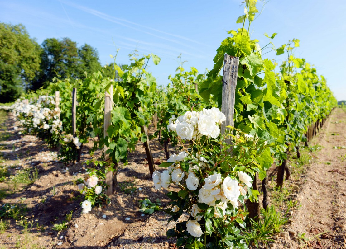 Pomerol Wine Tour from Bordeaux