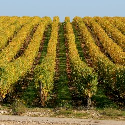 Ophorus Tours - Partner Domaine Thierry Cosme - Vouvray