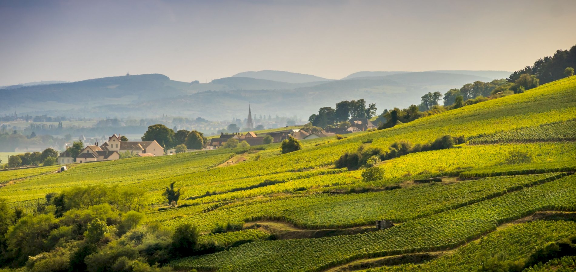 Ophorus Tours - Craft Your Burgundy Dream: Private Wine Tour Package with Expert Guide