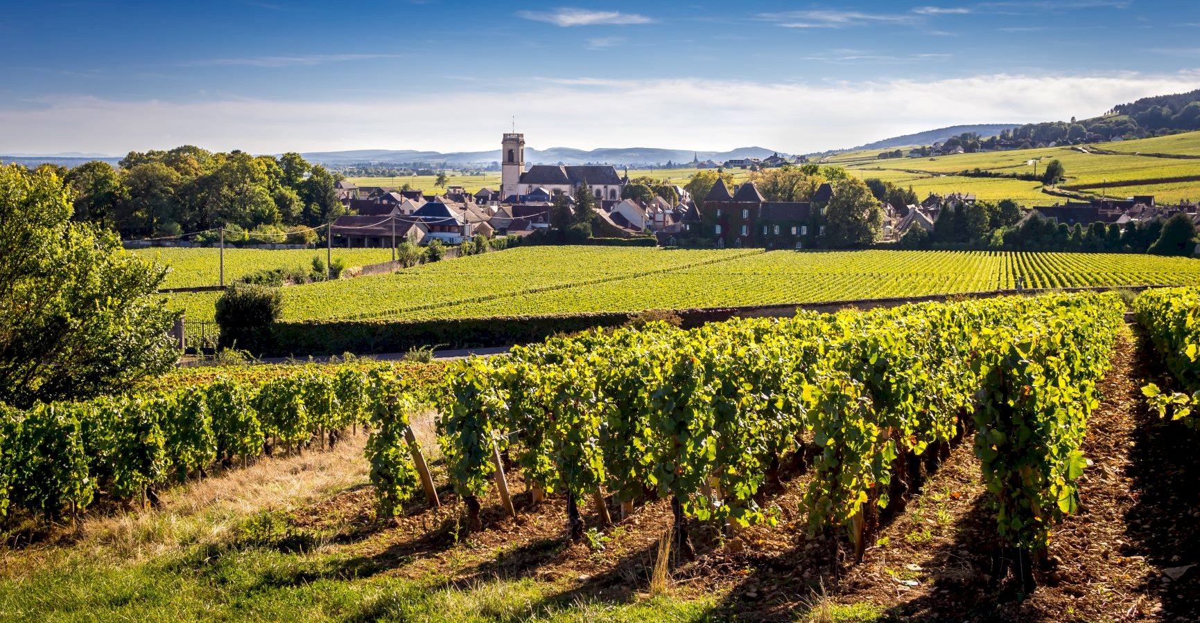 Ophorus Tours - Indulge Your Passion: Private Burgundy Wine Tour Package for Wine Lovers