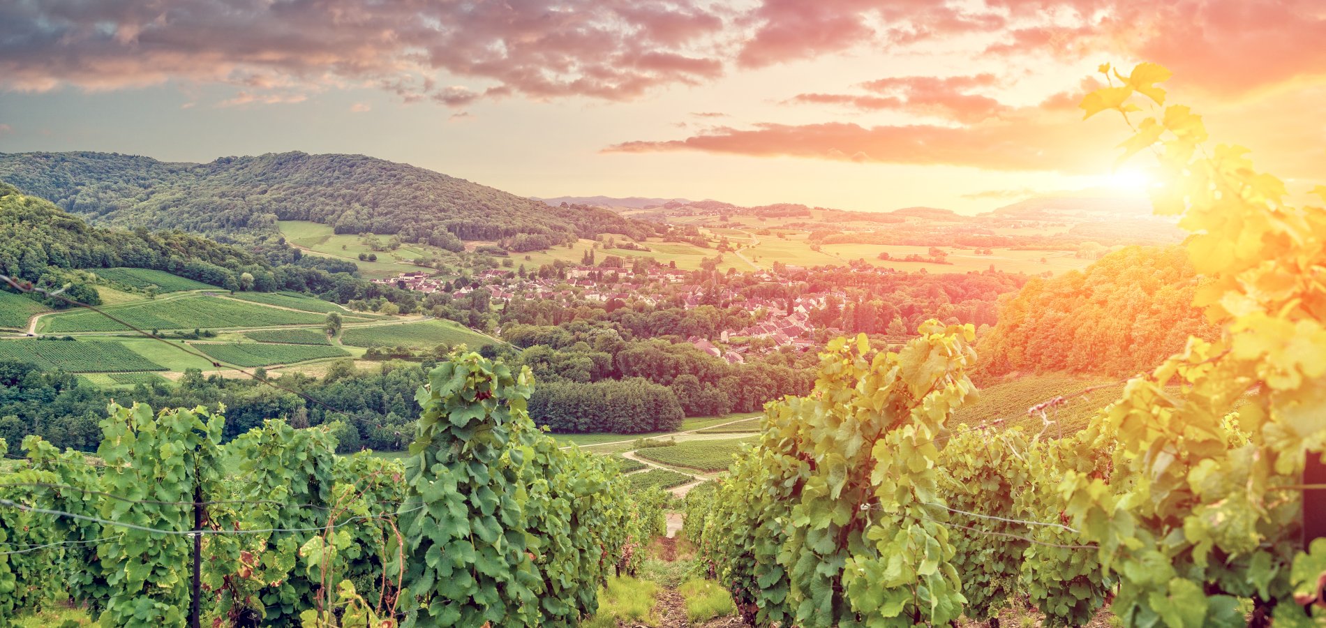 Ophorus Tours - Luxury Escape: Private 11-Day Tour of Champagne, Alsace & Burgundy