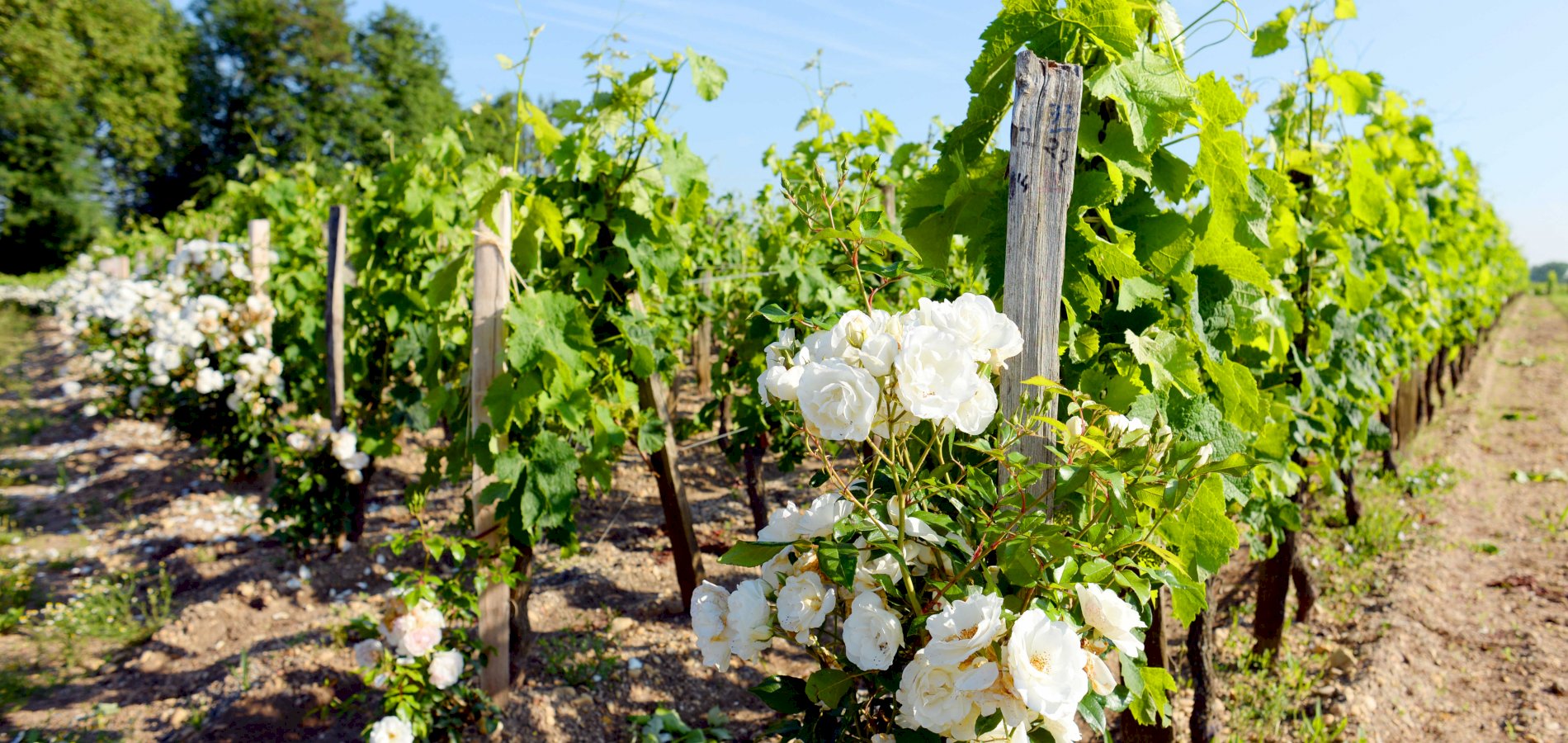 Ophorus Tours - Meet & Savor Bordeaux: 4-Day Package with Like-Minded Wine Enthusiasts