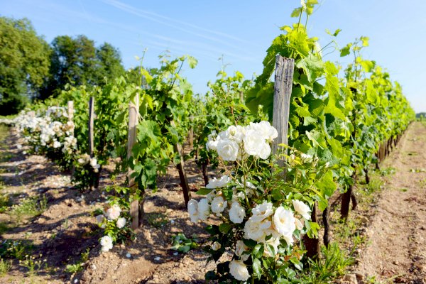 Ophorus Tours - Meet & Savor Bordeaux: 4-Day Package with Like-Minded Wine Enthusiasts