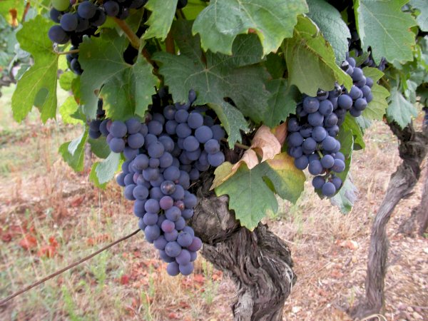 Ophorus Tours - Private Bergerac Wine Tour from Sarlat: An Exclusive Vineyard Experience