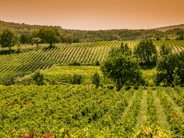 Ophorus Tours - Provence Wineries Await: Private Wine Tour from Marseille