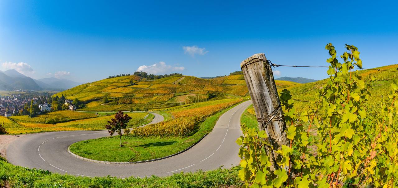 Ophorus Tours - Alsace & Germany: Full-Day Private Wine Tasting Tour