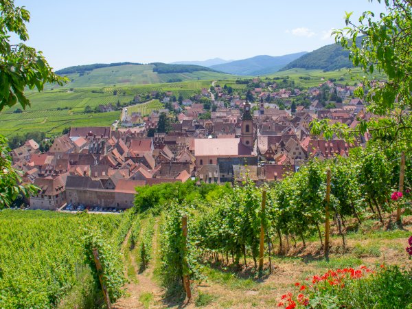 Ophorus Tours - Private Full-Day from Colmar : Exploring the Wines of France and Germany