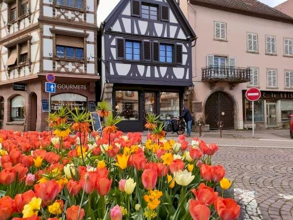 Ophorus Tours - Private Full-Day from Colmar : Exploring the Wines of France and Germany