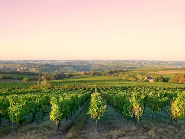 Ophorus Tours - Dijon Wine Tours: Côte de Nuits Half-Day Small Group Excursion