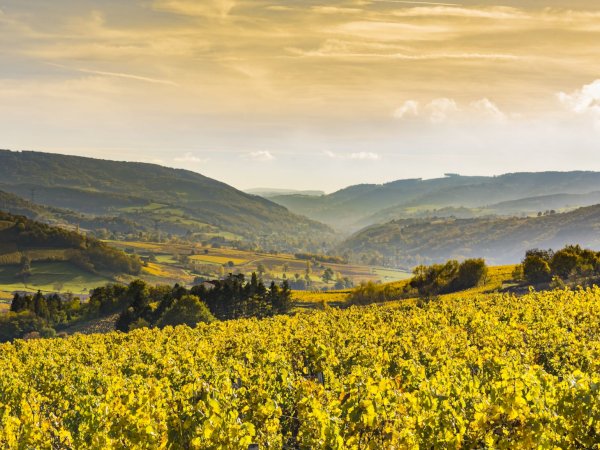 Ophorus Tours - Dijon Wine Tours: Côte de Nuits Half-Day Small Group Excursion