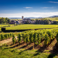 Winery Visit