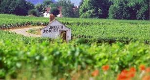 Ophorus Tours - Dijon Wine Tour: Côte de Nuits & Côte de Beaune Vineyards