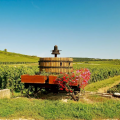 Second stop in a historic village (Pommard / Volnay)