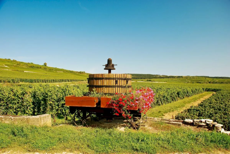 Ophorus Tours - Dijon Wine Tours: Côte de Beaune Half-day Small Group Experience