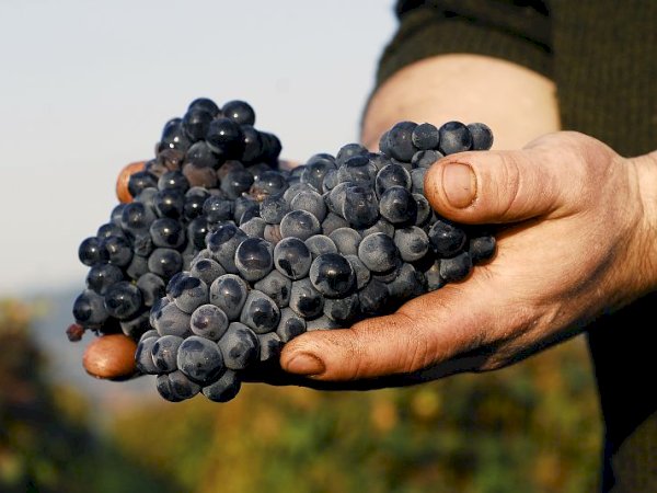 Ophorus Tours - Dijon Wine Tours: Côte de Beaune Half-day Small Group Experience