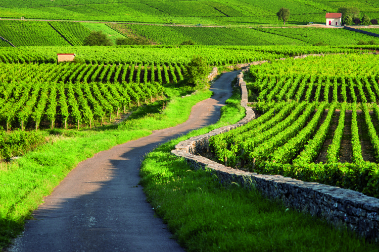 Ophorus Tours - Côte de Beaune Half-Day Burgundy Wine Tour from Dijon