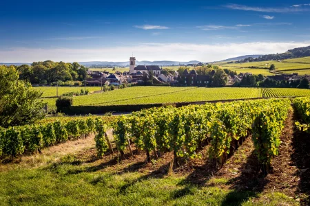 Dijon Wine Tours: Côte de Beaune Half-day Small Group Experience