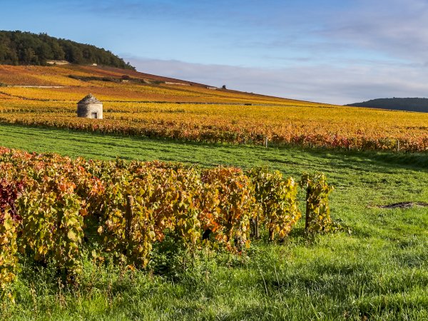 Ophorus Tours - Côte de Nuits & Côte de Beaune Vineyards: Private Wine Tour from Beaune