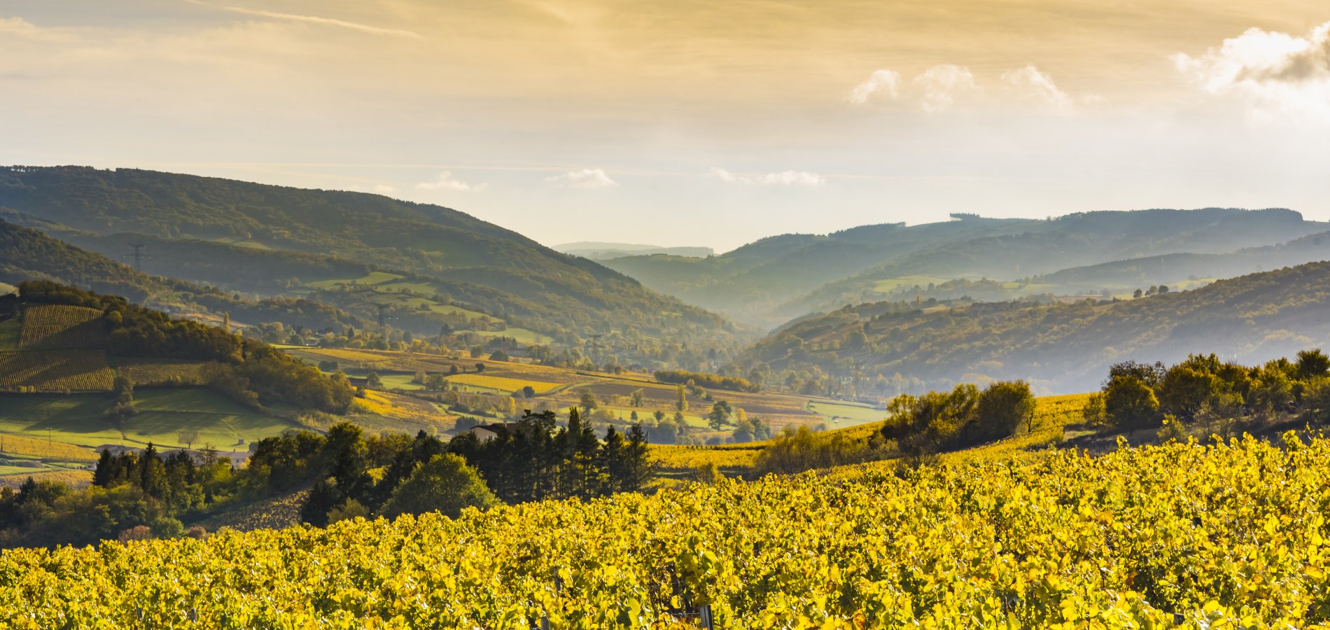 Ophorus Tours - Côte de Nuits & Côte de Beaune Vineyards: Private Wine Tour from Beaune