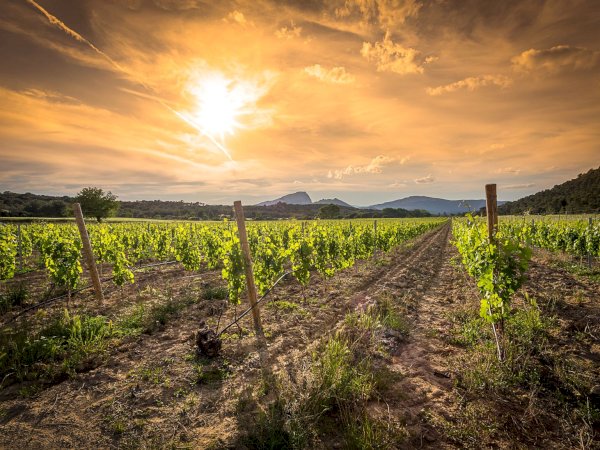 Ophorus Tours - From Sète Port to Montpellier & Languedoc Wine Tour