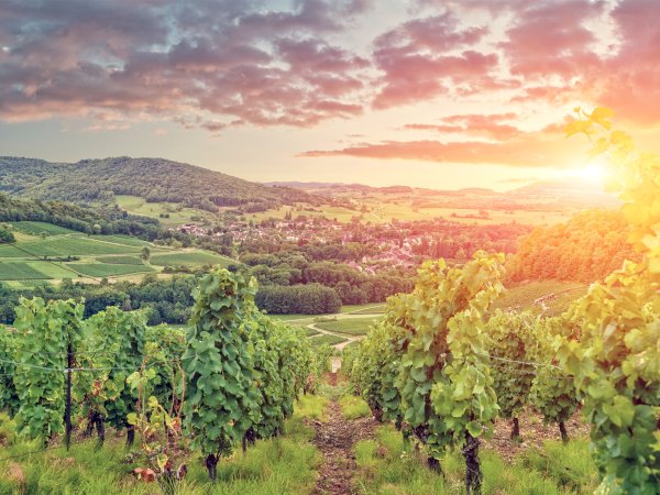 Ophorus Tours - 4-Day Small Group Burgundy Package - Dijon - 3* Hotel