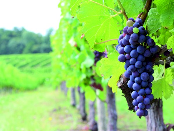 Ophorus Tours - 8-Day Private Bordeaux & Dordogne Package - 5* Hotel