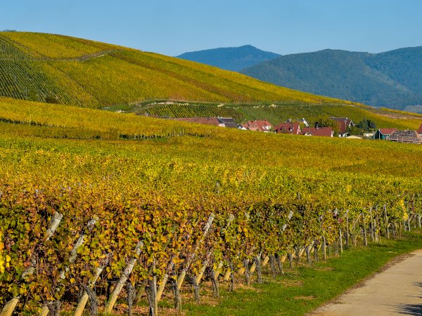 Ophorus Tours - 7-Day Small Group Alsace & Burgundy Package - 4* Hotel