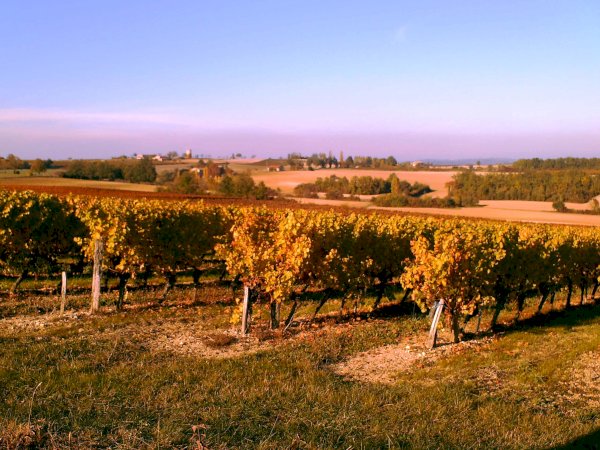 Ophorus Tours - Gaillac Wine Tour Small Group half-day Tour from Toulouse