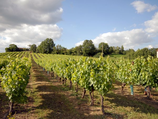 Ophorus Tours - Gaillac Wine Tour Small Group half-day Tour from Toulouse