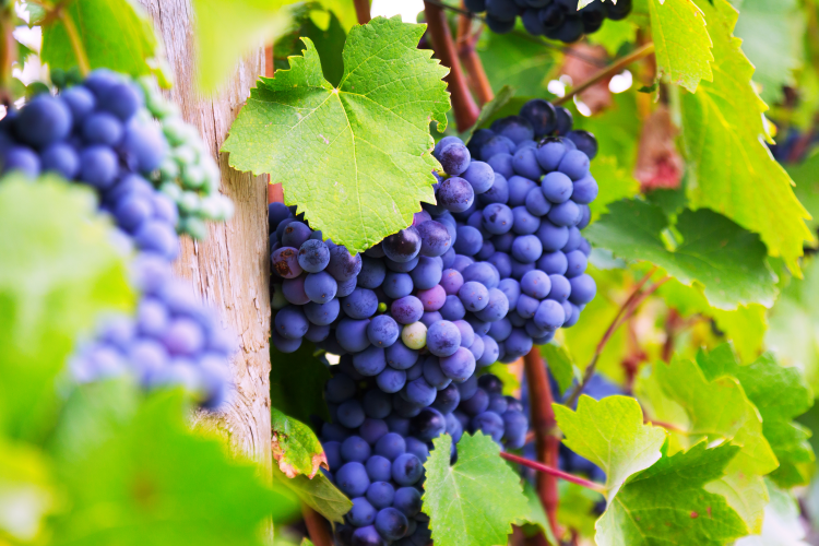 Ophorus Tours - Gaillac Wine Tour Small Group Half-Day from Toulouse