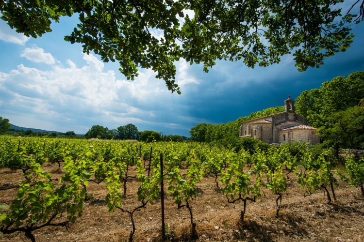 Ophorus Tours - Gaillac Wine Tour Small Group Half-Day from Toulouse