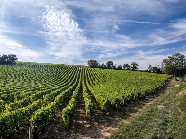 Ophorus Tours - Vouvray Vineyard & Tasting Tour – Private Half-Day from Tours