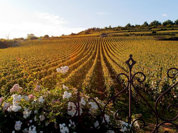 Ophorus Tours - Exclusive Full-Day Côte de Beaune Wine Tour for 2 persons – From Dijon