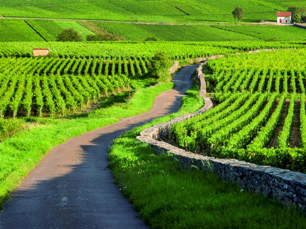 Ophorus Tours - Exclusive Full-Day Côte de Beaune Wine Tour for 2 persons – From Dijon