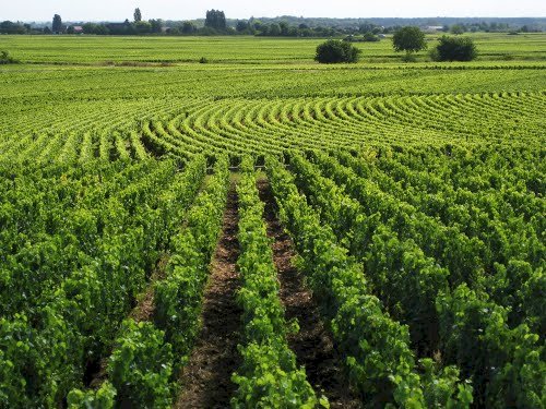 Ophorus Tours - Exclusive Full-Day Côte de Beaune Wine Tour for 2 persons – From Dijon